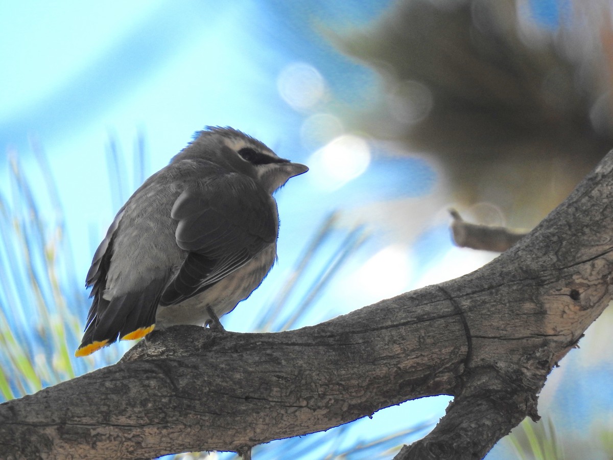 Cedar Waxwing - ML609450328