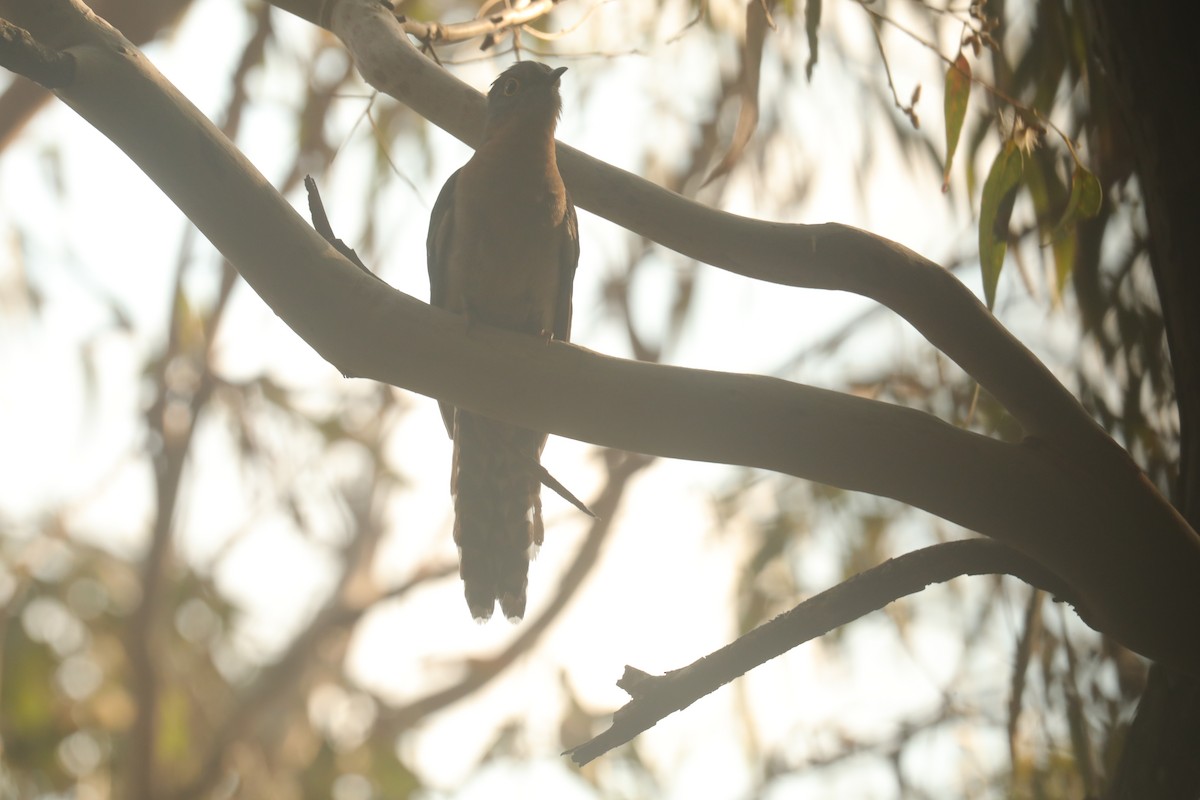 Fan-tailed Cuckoo - David Vickers