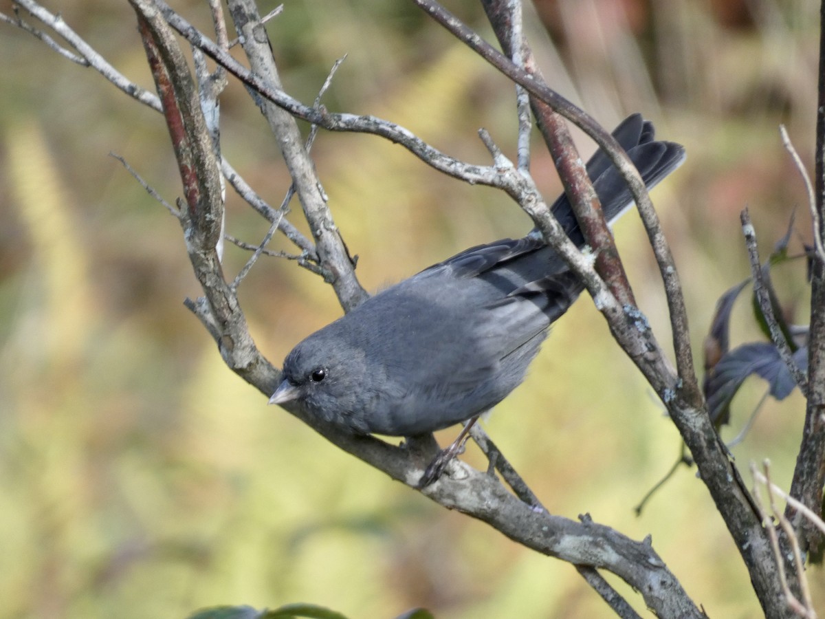 Dark-eyed Junco - ML609450414