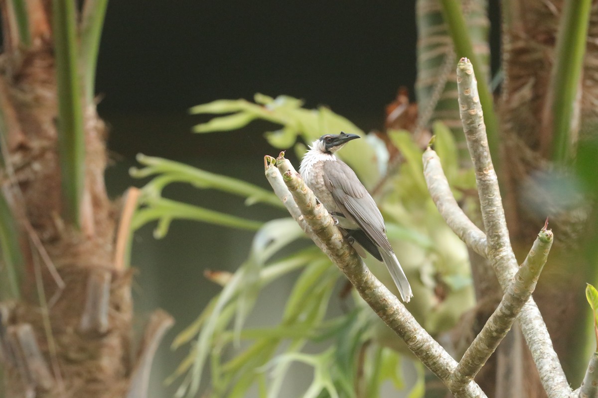 Noisy Friarbird - David Vickers