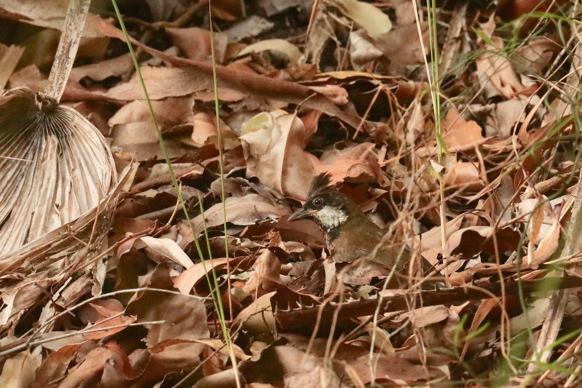 Eastern Whipbird - David Vickers