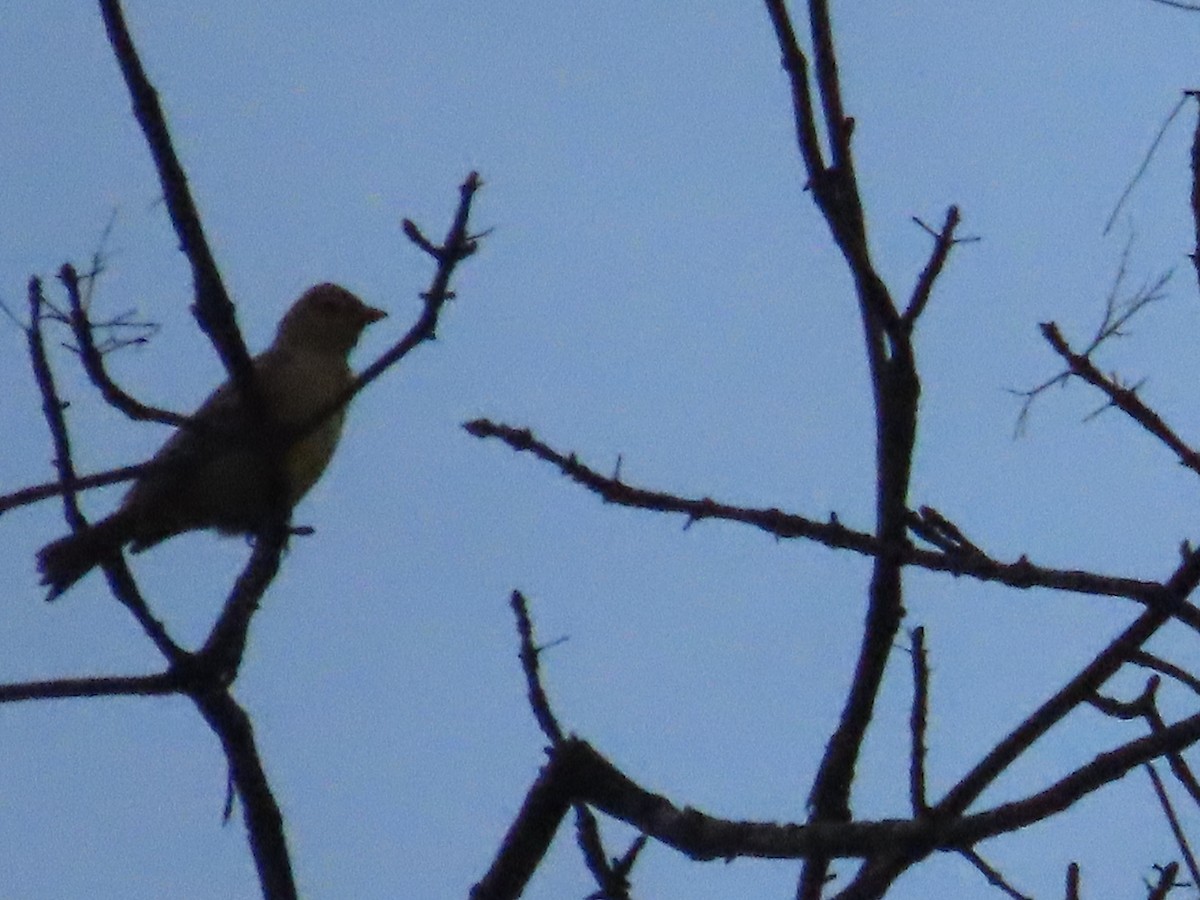 Western Tanager - ML609450481