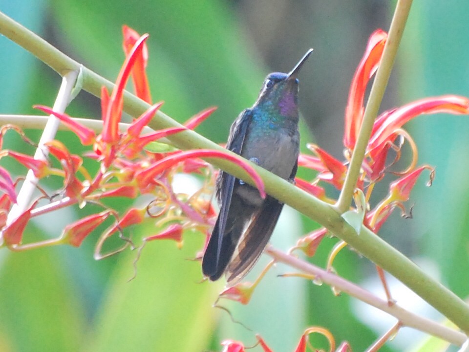 kolibřík fialovohrdlý - ML60945051