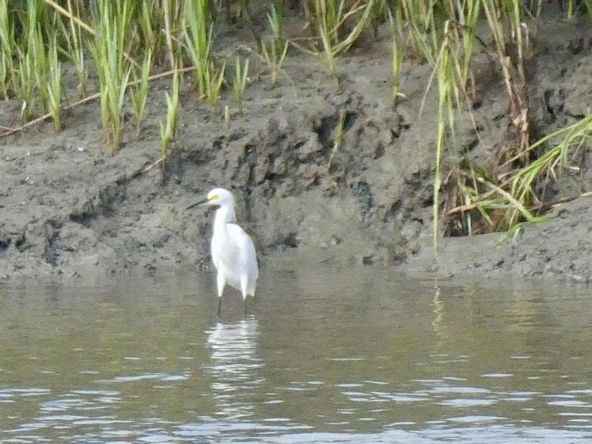 Snowy Egret - ML609450543