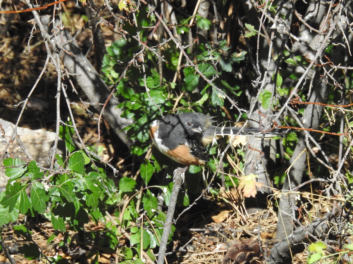 Spotted Towhee - ML609450583