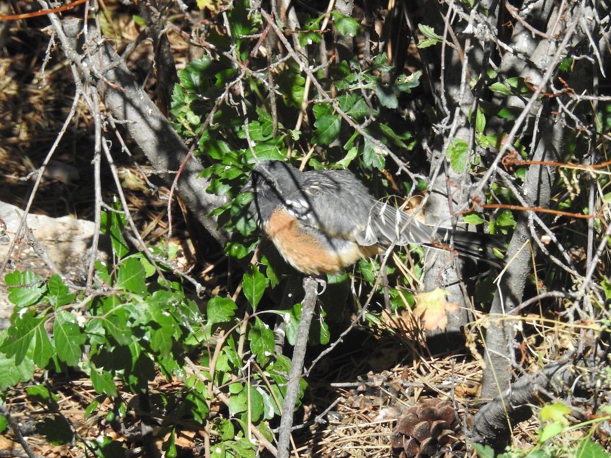 Spotted Towhee - ML609450587