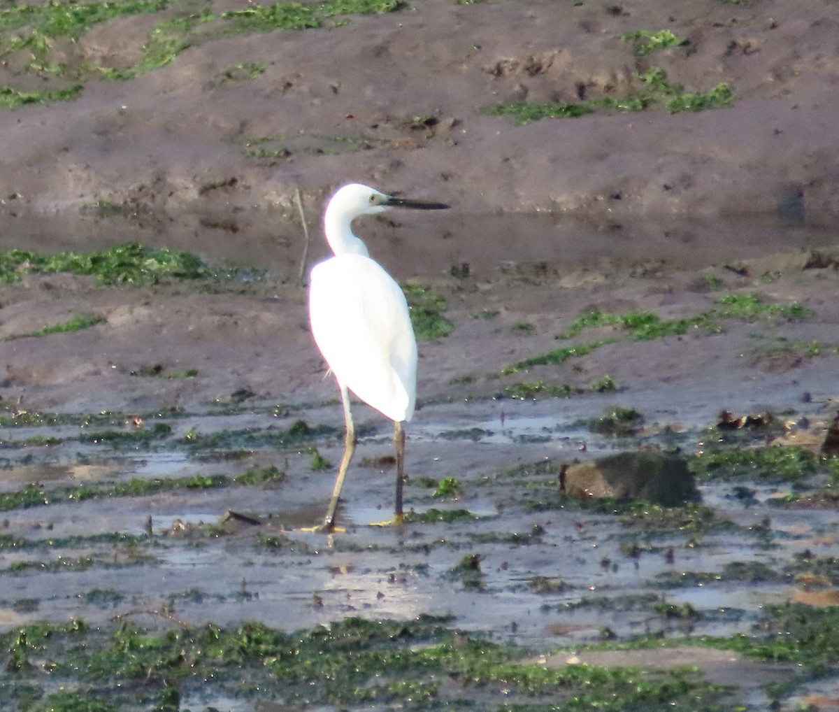 Little Egret - ML609450588