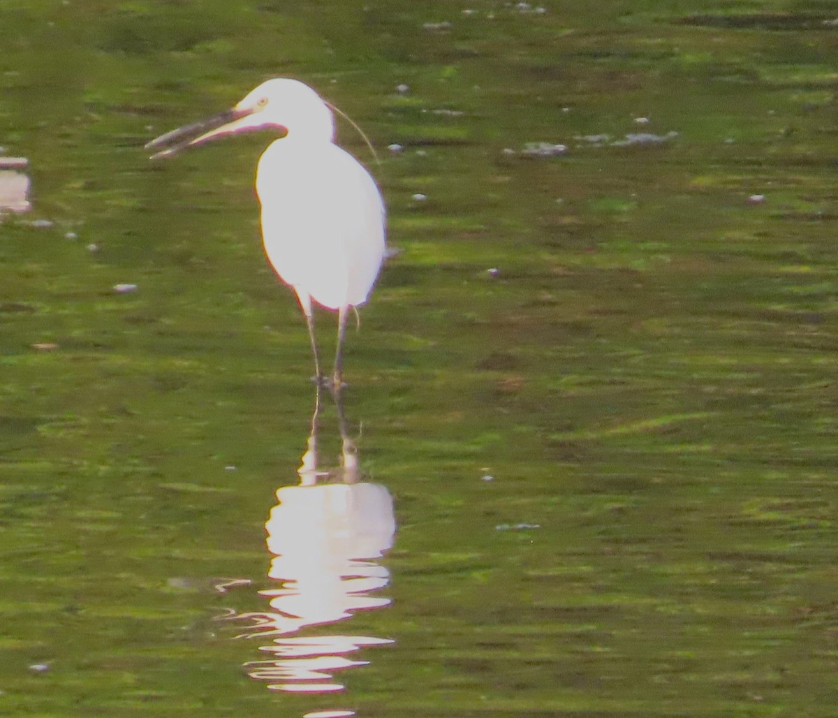 Little Egret - ML609450589