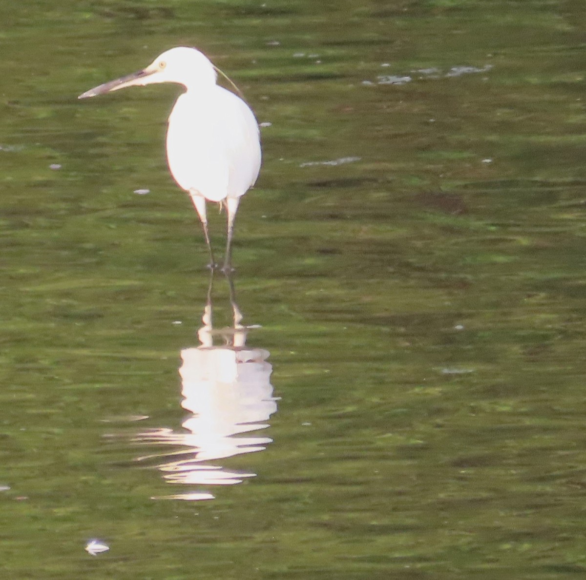 Little Egret - ML609450590