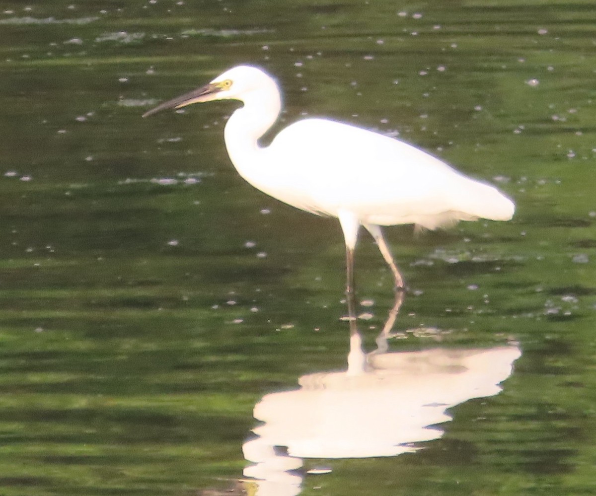 Little Egret - ML609450591