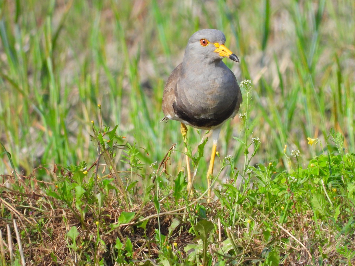 Gray-headed Lapwing - ML609450647