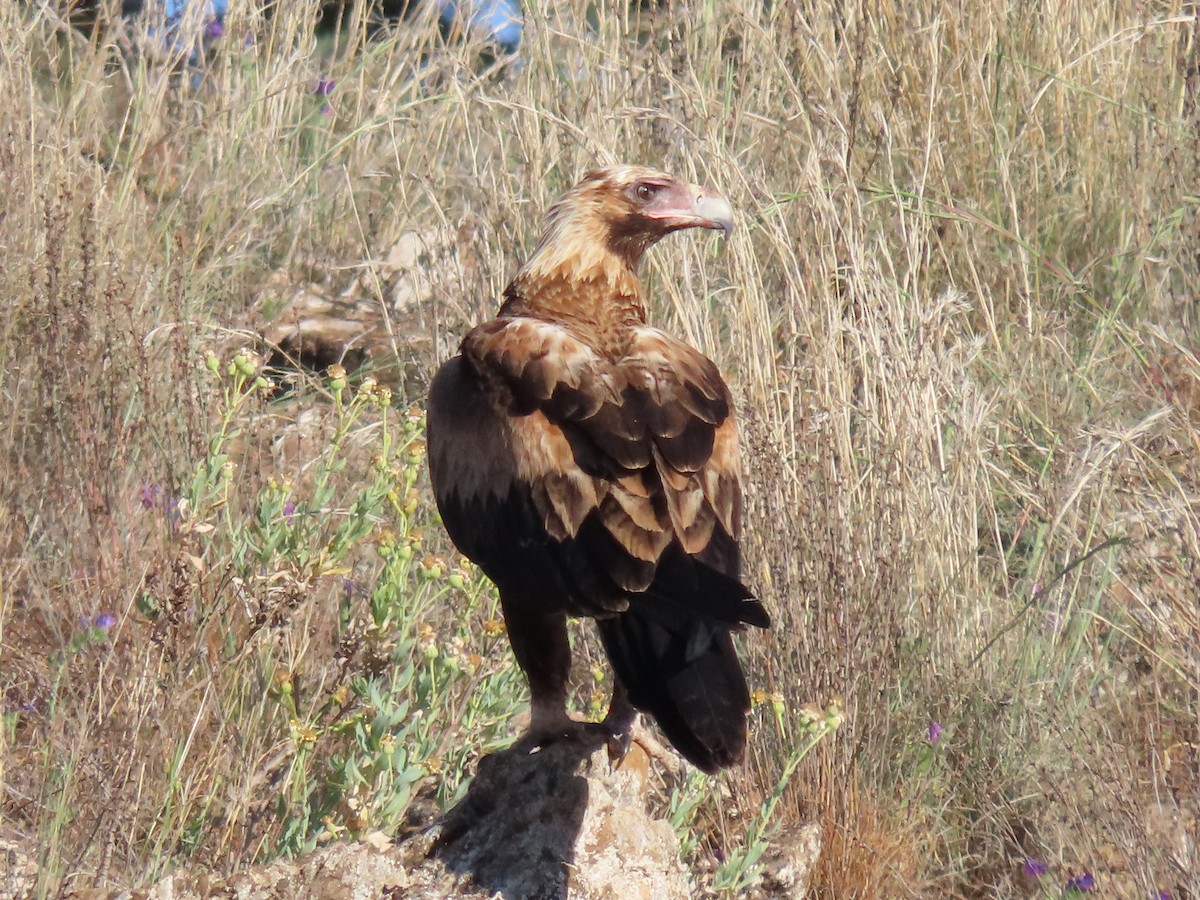 Wedge-tailed Eagle - ML609450711