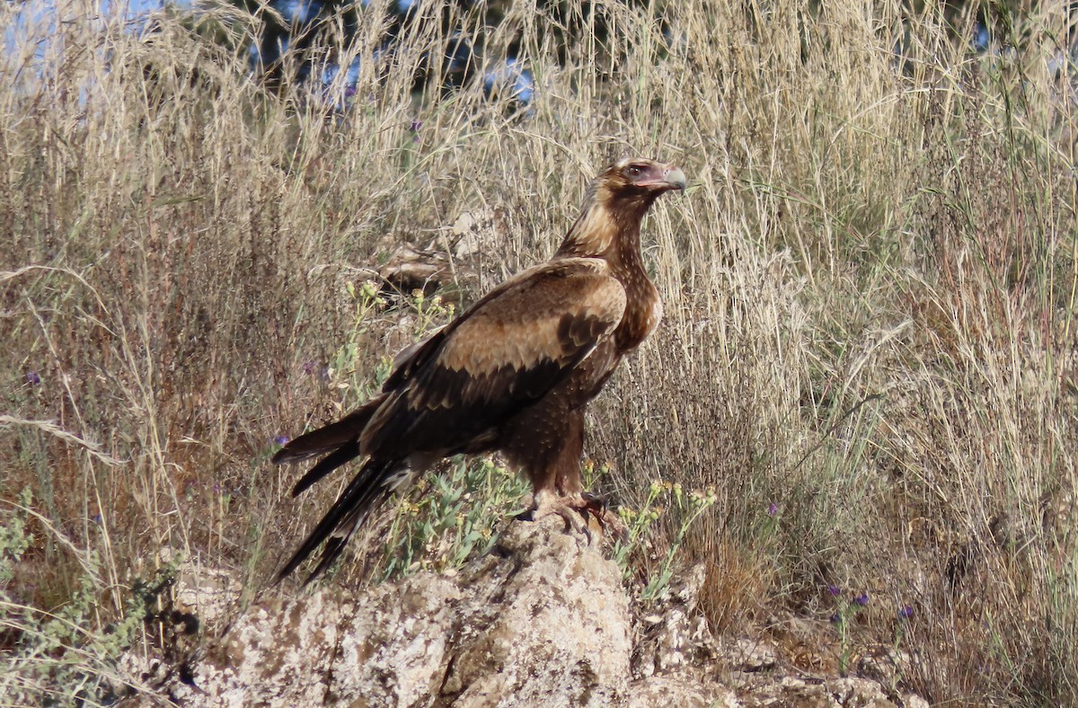 Wedge-tailed Eagle - ML609450712