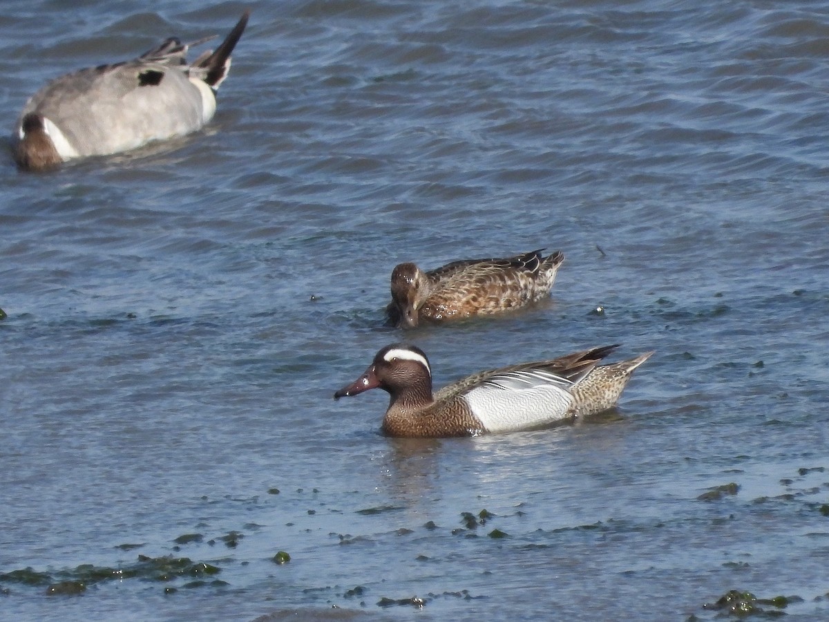Garganey - Atsushi Shimazaki