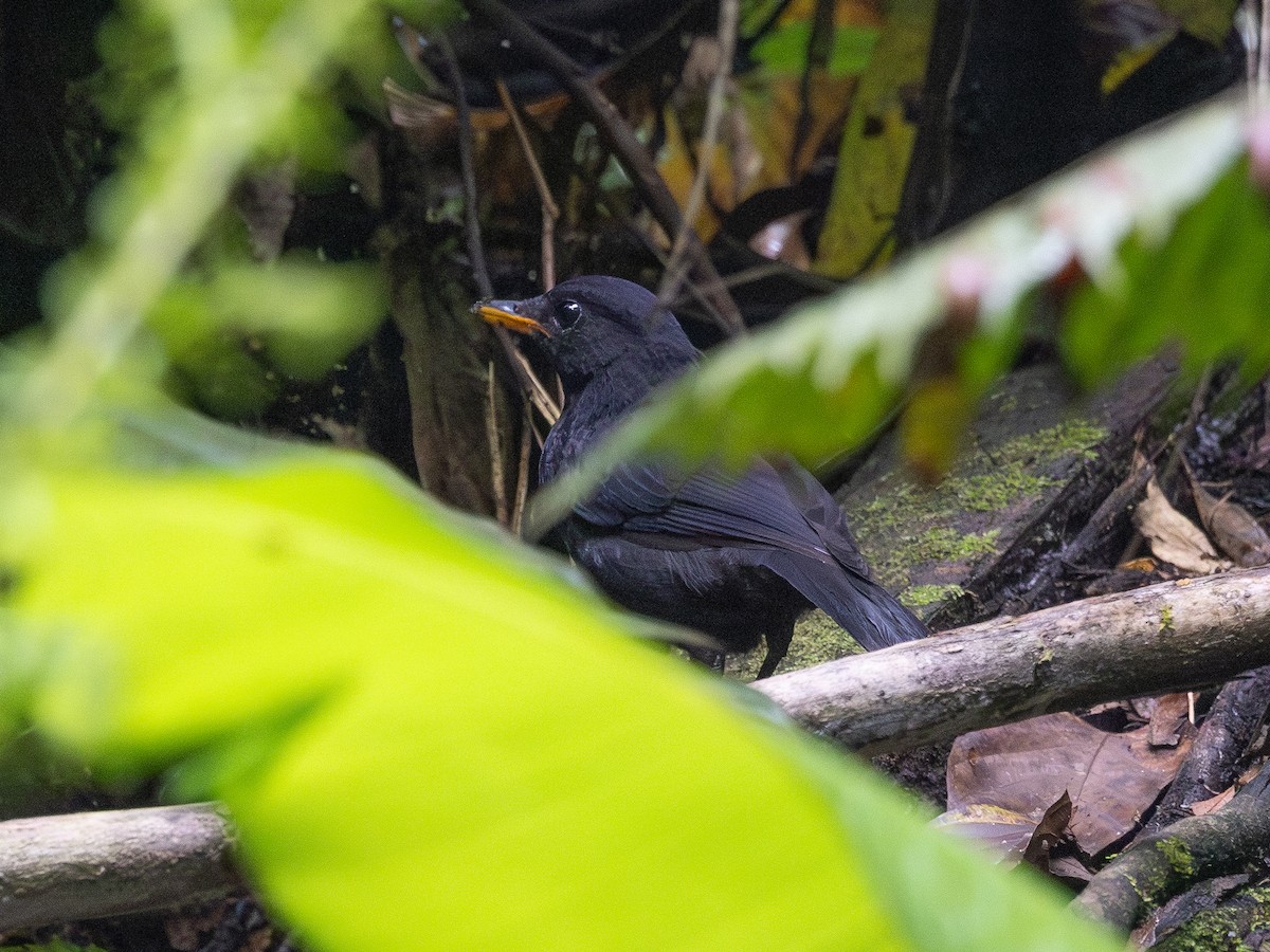 Malayan Whistling-Thrush - ML609450742