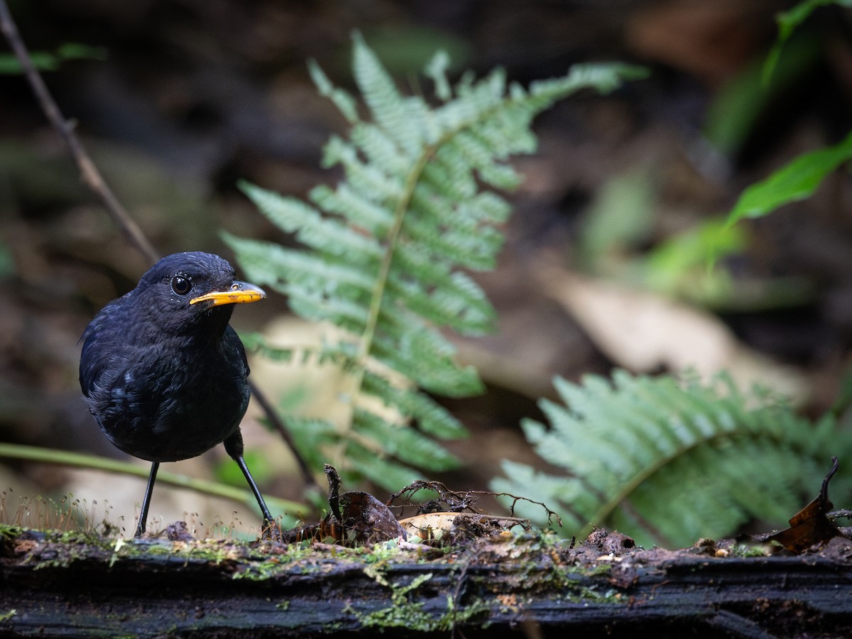 Malayan Whistling-Thrush - ML609450761