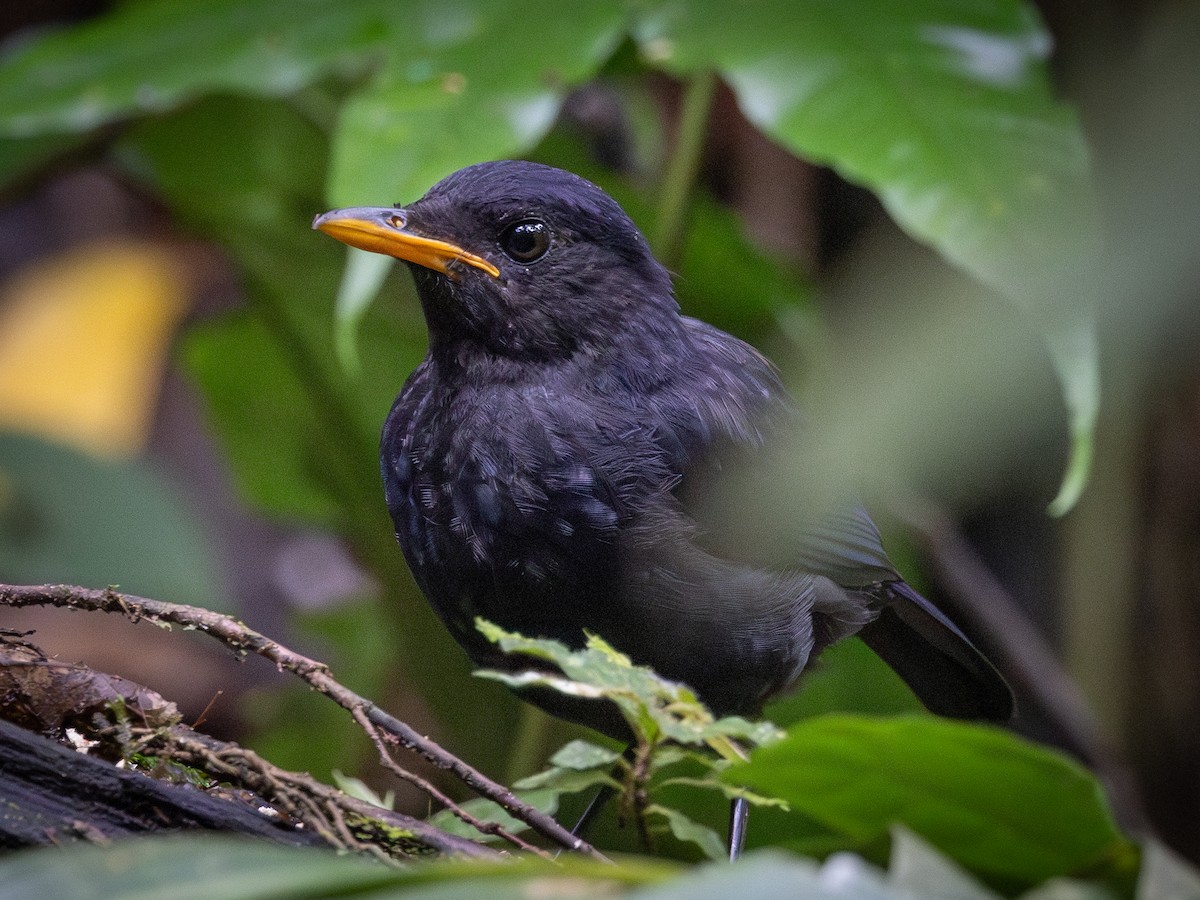 Malayan Whistling-Thrush - ML609450768