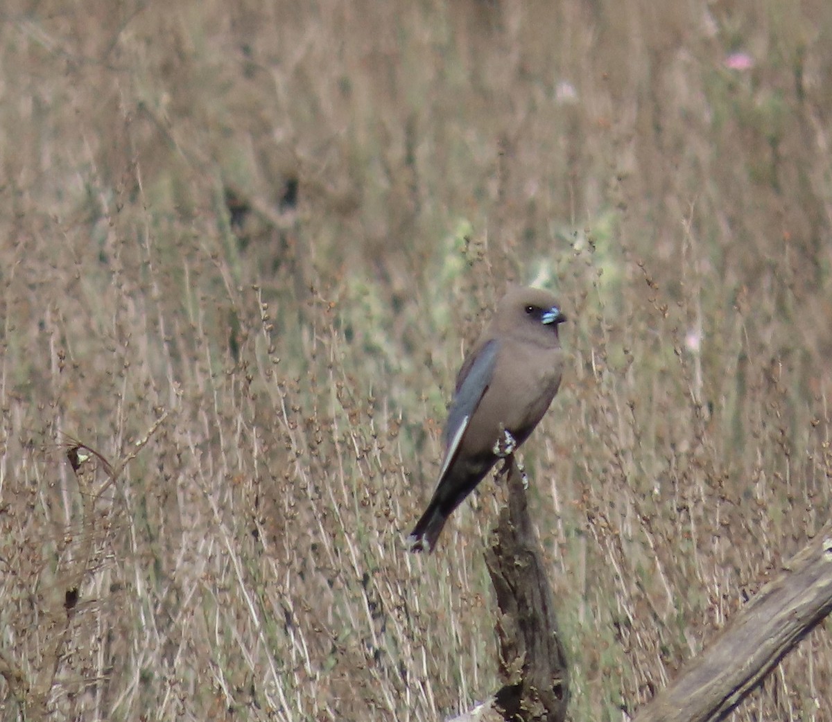 Dusky Woodswallow - ML609450780