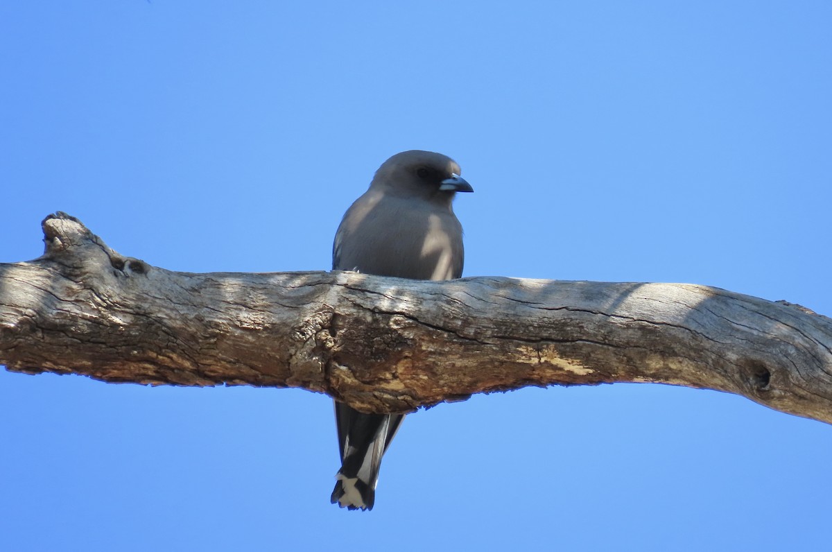 Dusky Woodswallow - ML609450781