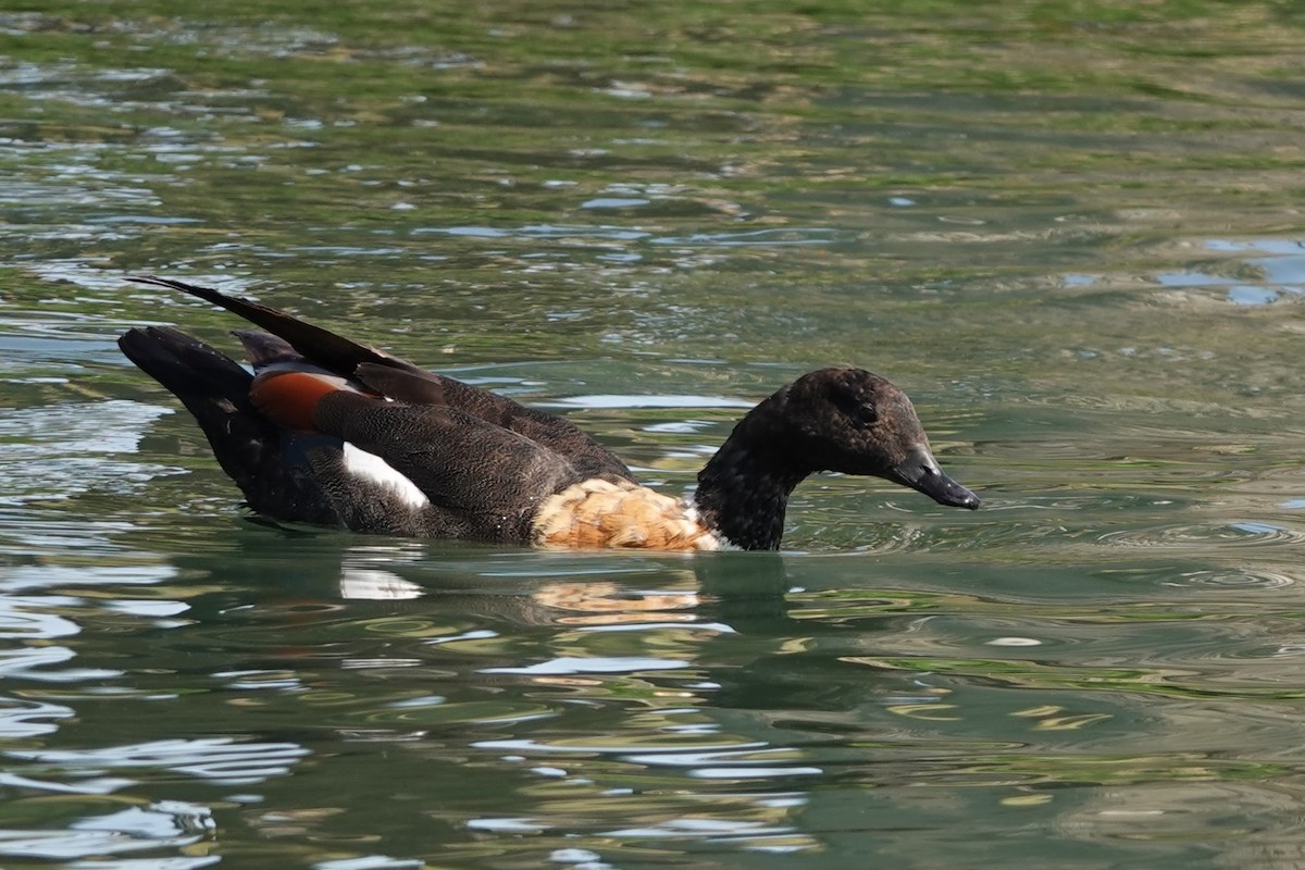 Australian Shelduck - ML609450798