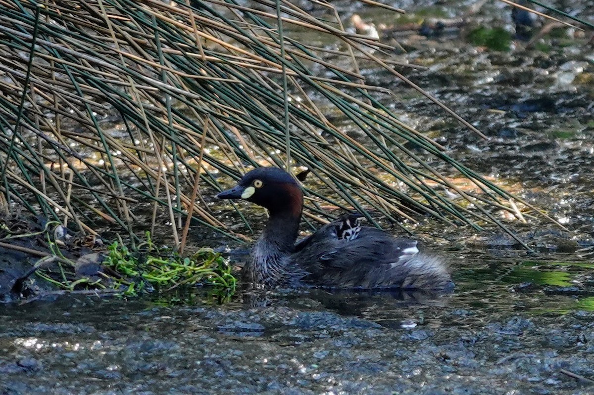 Australasian Grebe - ML609450821