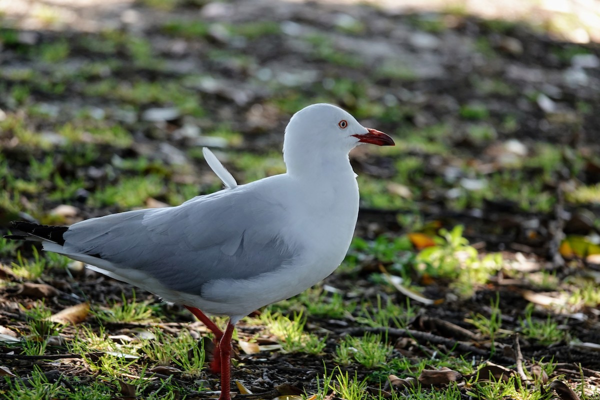 Gaviota Plateada - ML609450825