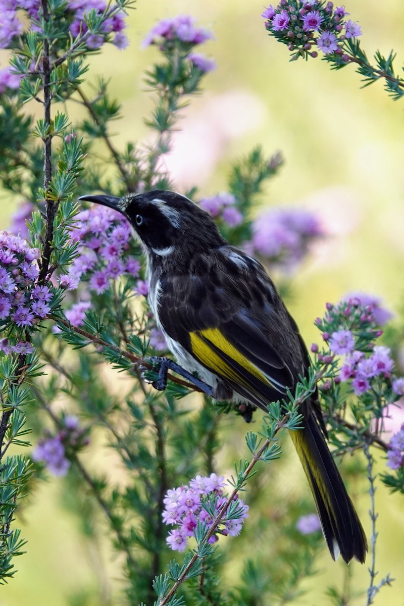 New Holland Honeyeater - ML609450832