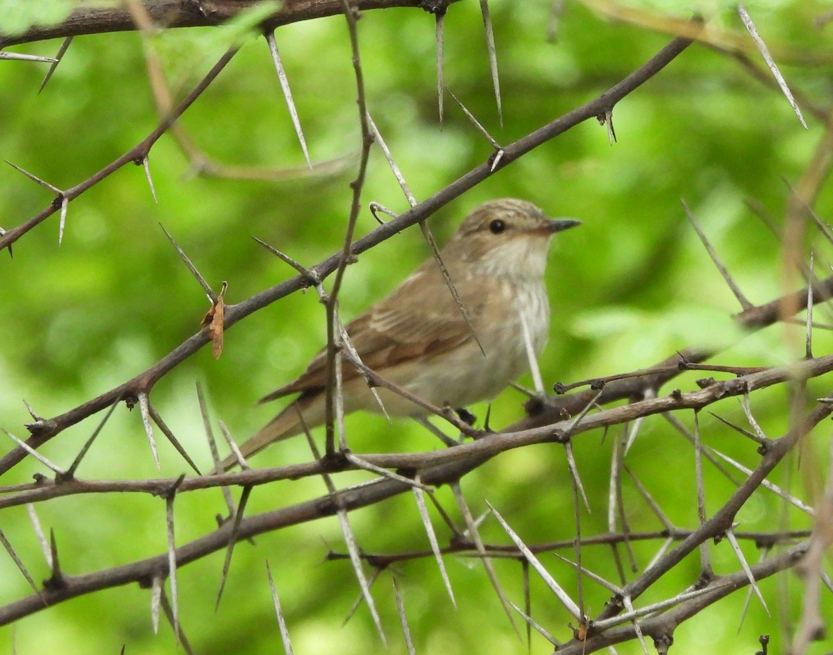 Spotted Flycatcher - Shivaprakash Adavanne