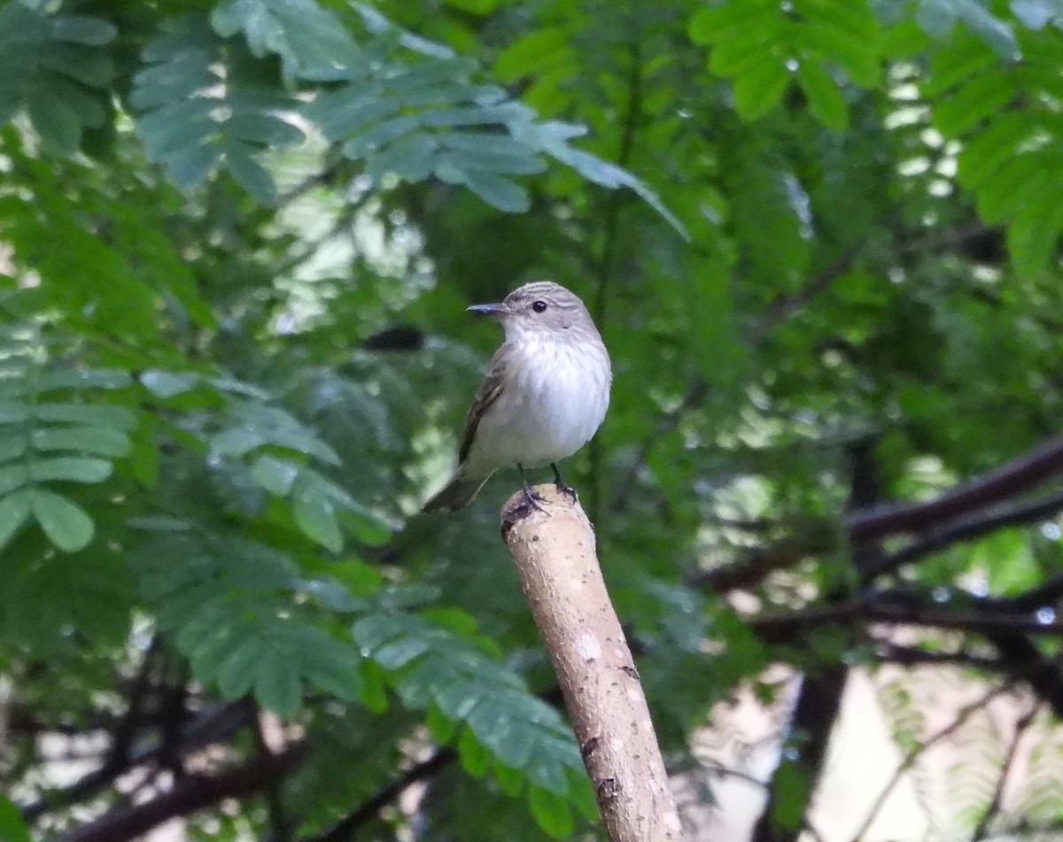 Spotted Flycatcher - ML609450899