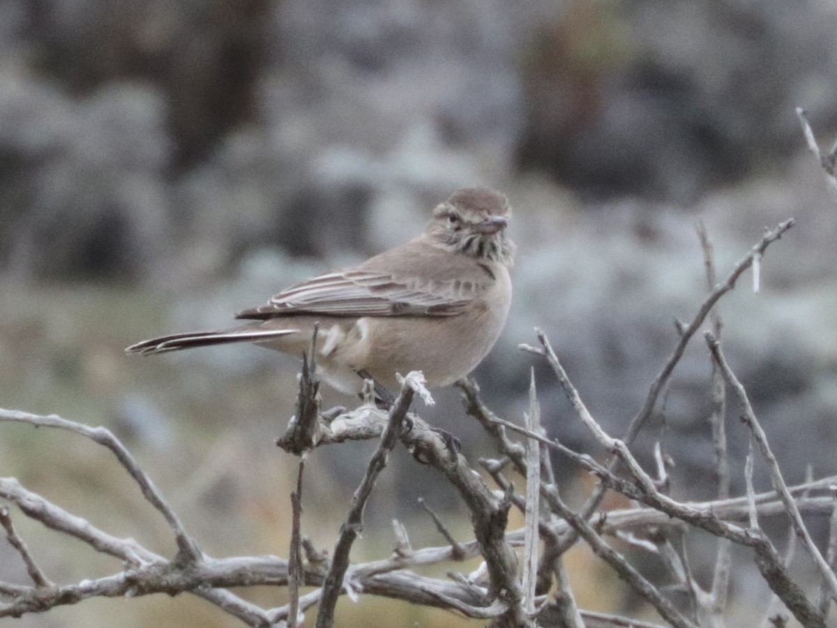 Gray-bellied Shrike-Tyrant - Émile Brisson-Curadeau