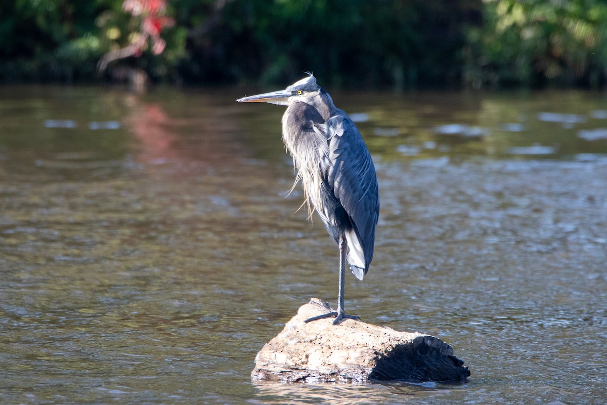 Great Blue Heron - ML609450923