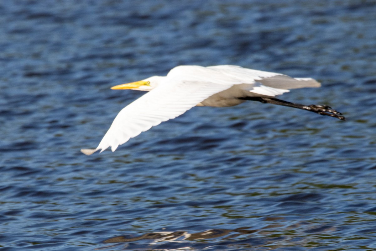 Great Egret - ML609450930