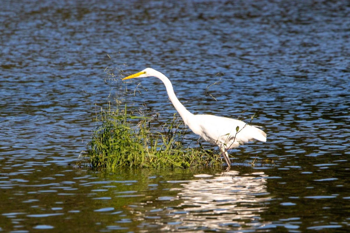 Great Egret - ML609450931