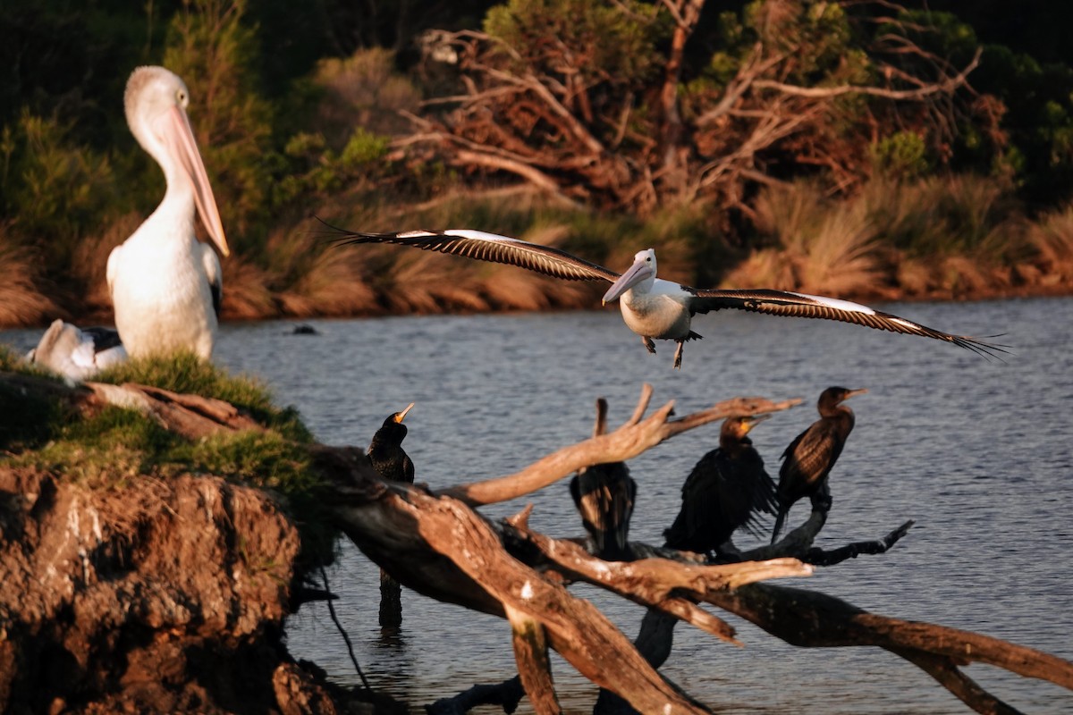 Australian Pelican - ML609450941