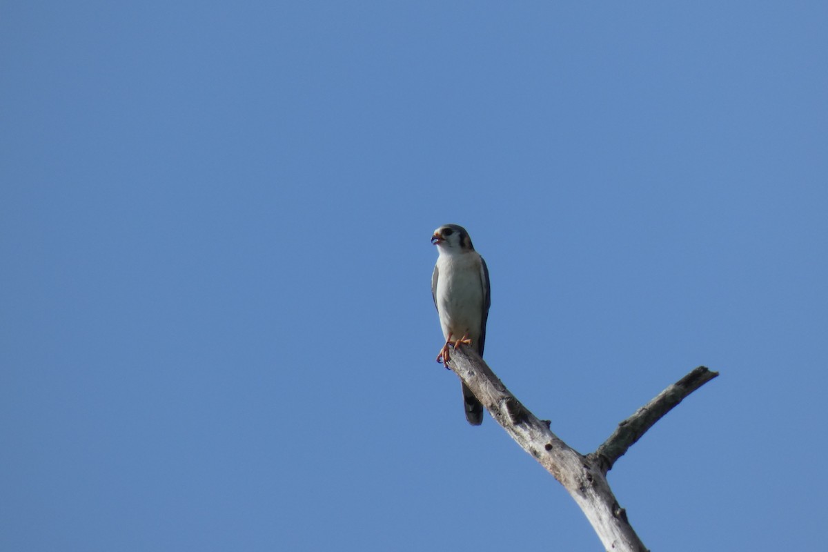 American Kestrel - ML609450957