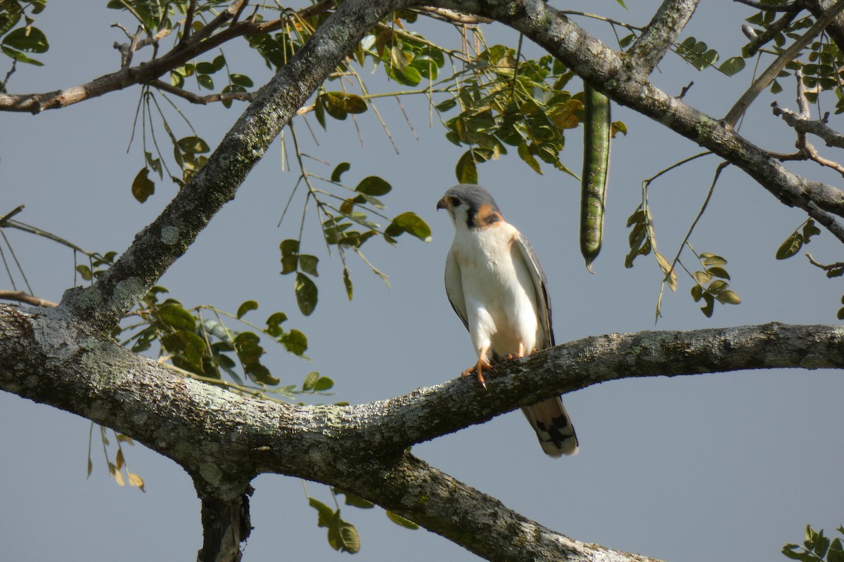 American Kestrel - ML609450958