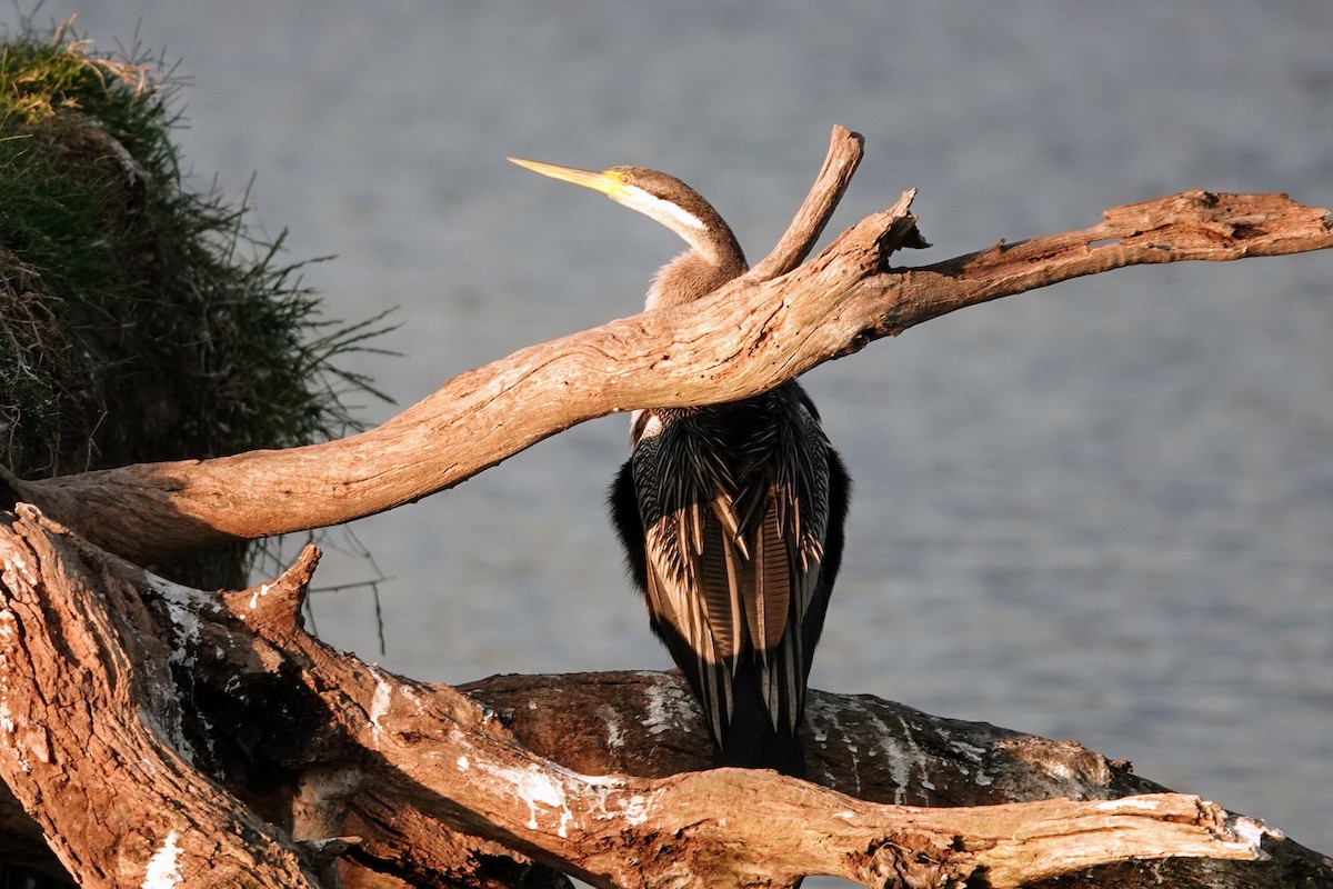 Australasian Darter - ML609450961