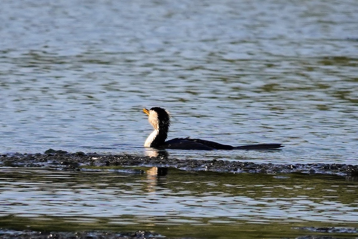 Great Cormorant - ML609450970