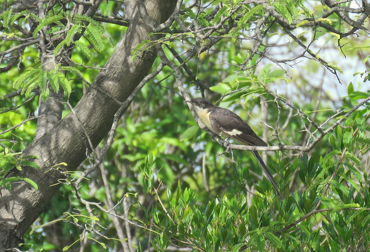 Pied Cuckoo - ML609450984