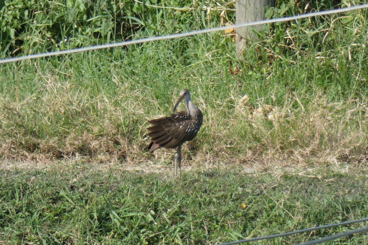 Limpkin - ML609451001