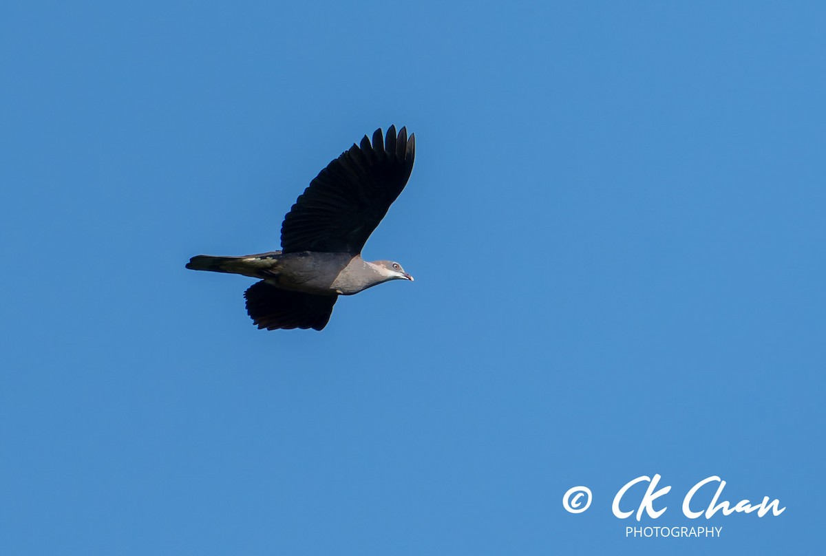 Mountain Imperial-Pigeon - ML609451118