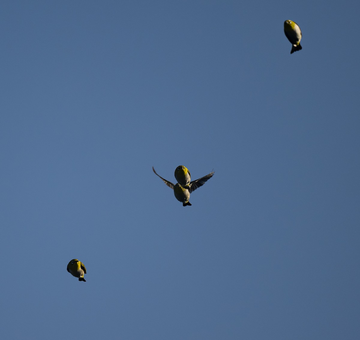 Swinhoe's White-eye - ML609451151