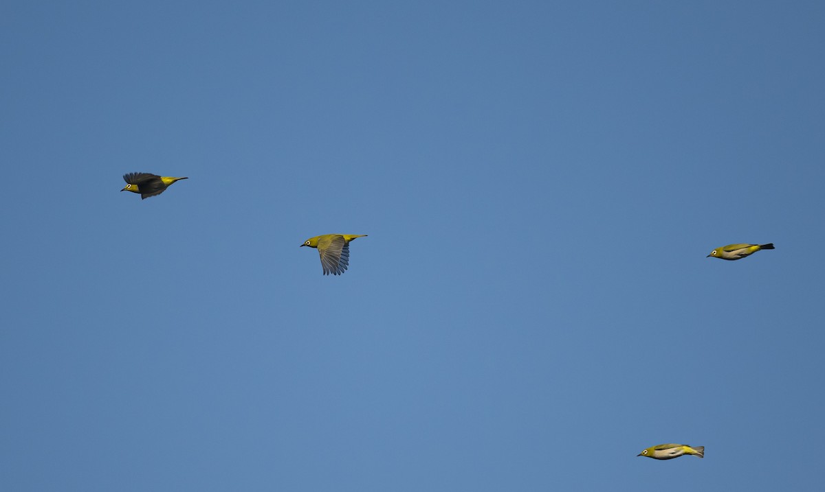 Swinhoe's White-eye - ML609451152
