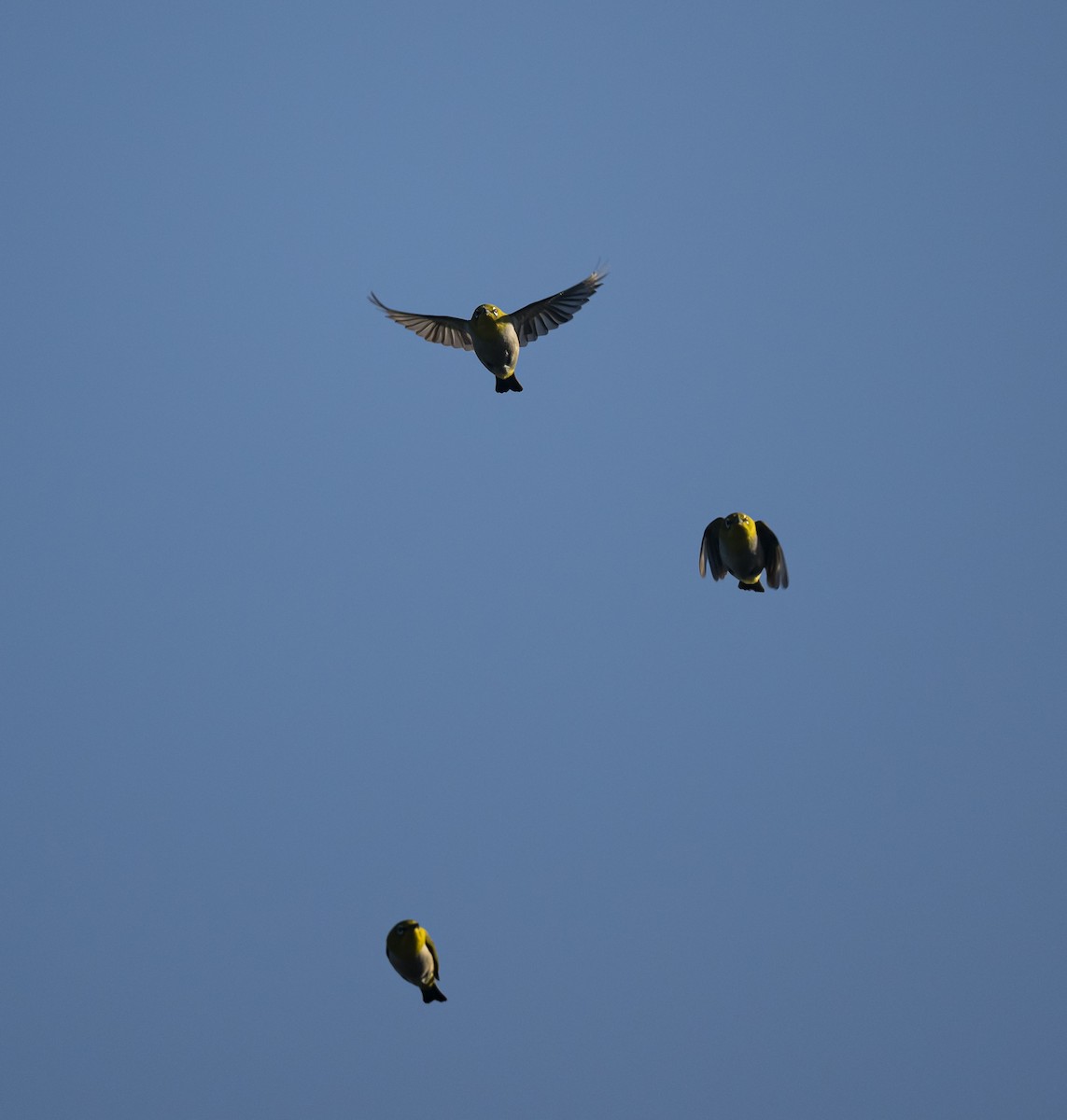 Swinhoe's White-eye - ML609451153
