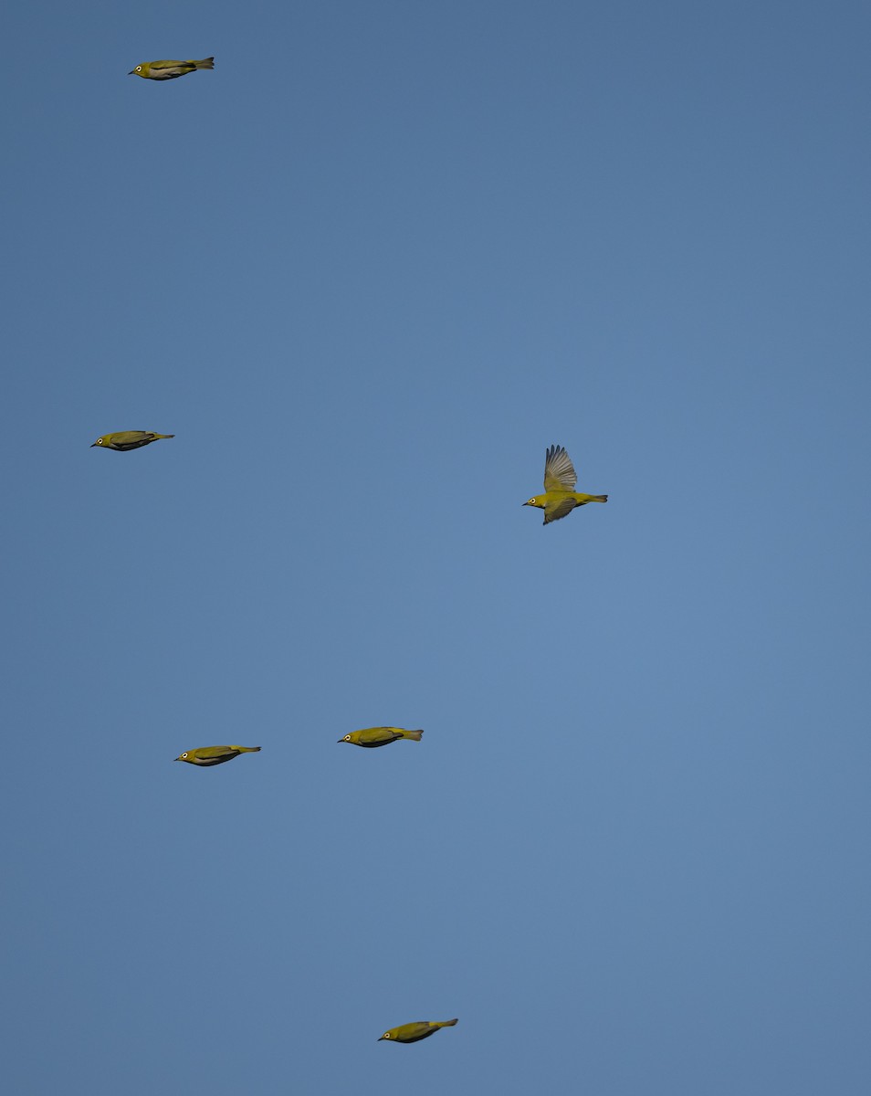 Swinhoe's White-eye - ML609451154