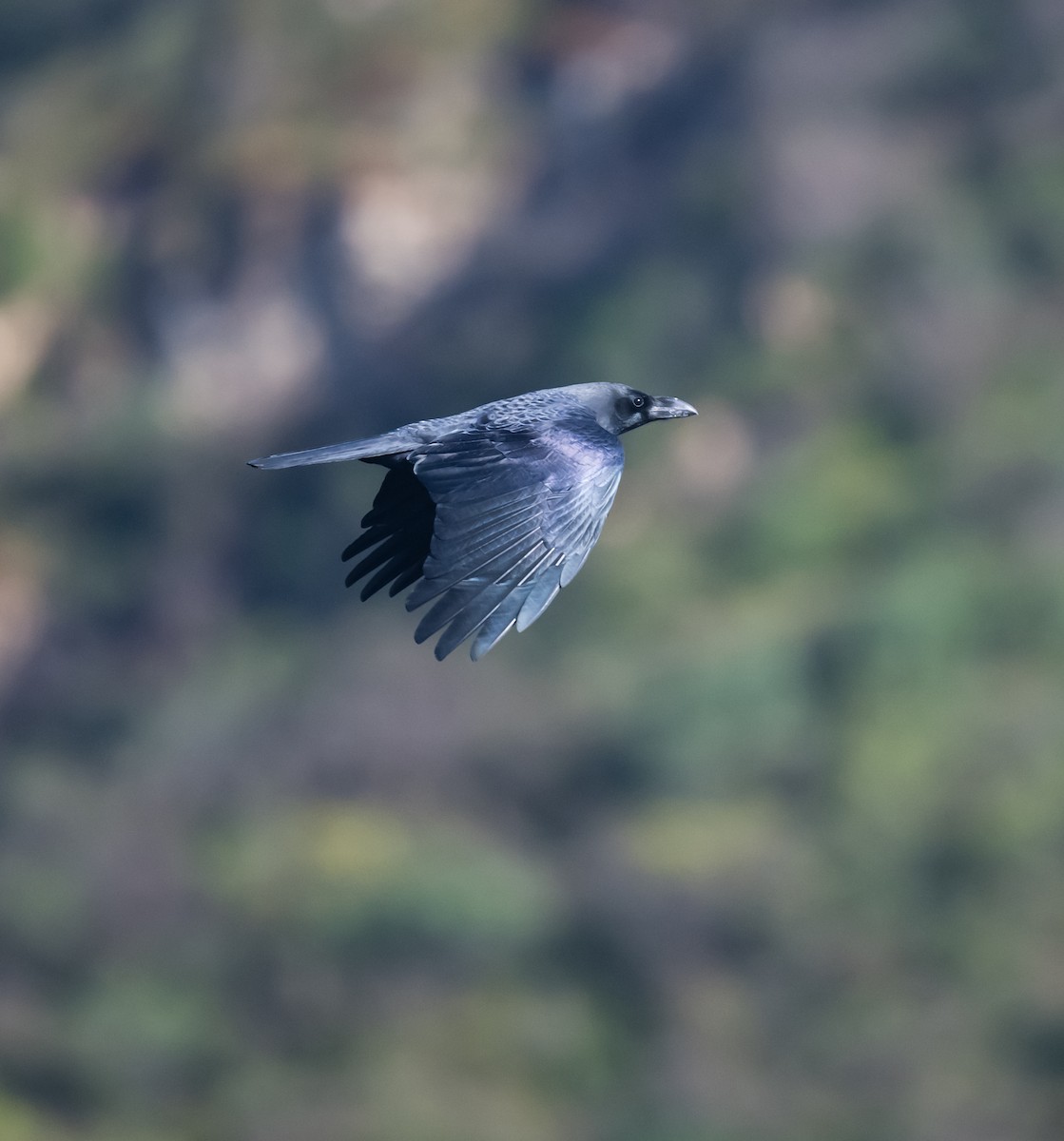 Carrion Crow - ML609451165