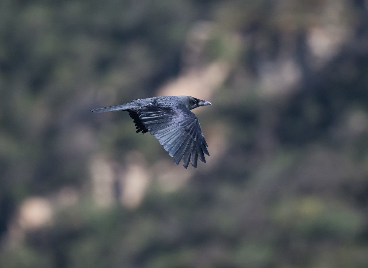 Carrion Crow - ML609451166