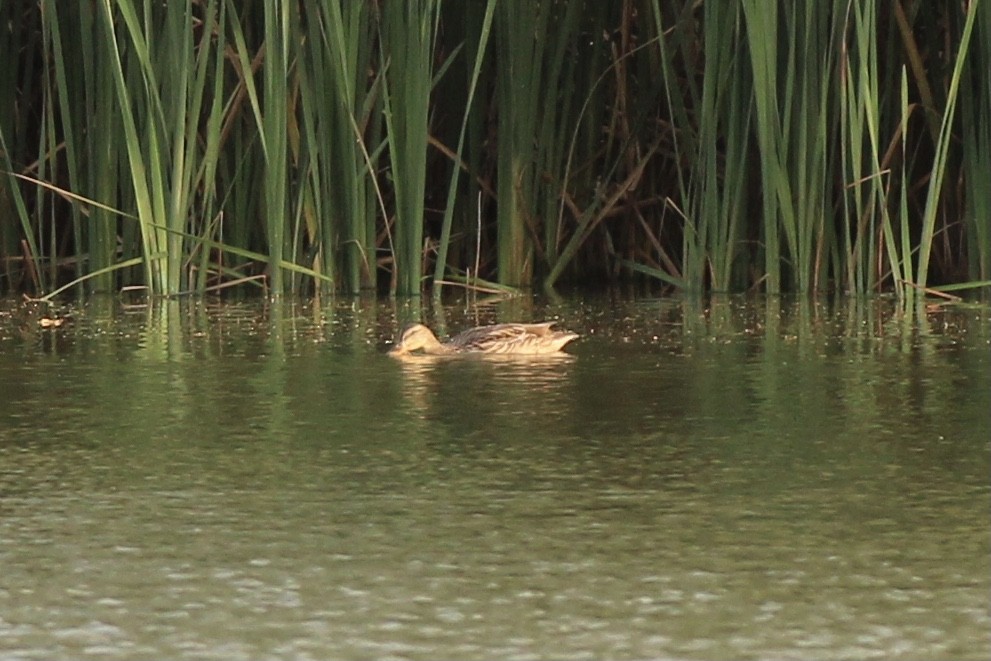 Canard chipeau - ML609451188