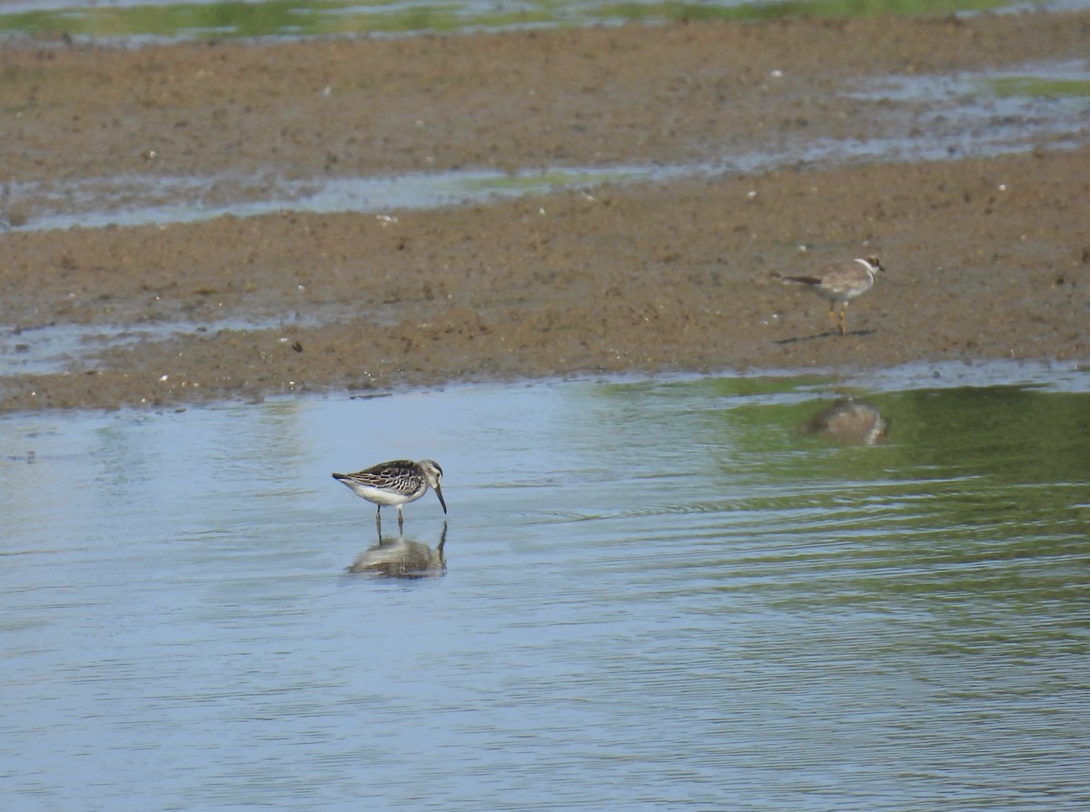 Broad-billed Sandpiper - ML609451290