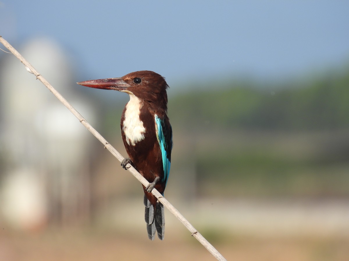 White-throated Kingfisher - Carmel Ravid